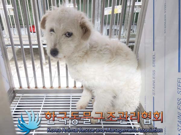 한국동물구조관리협회_441414202400078